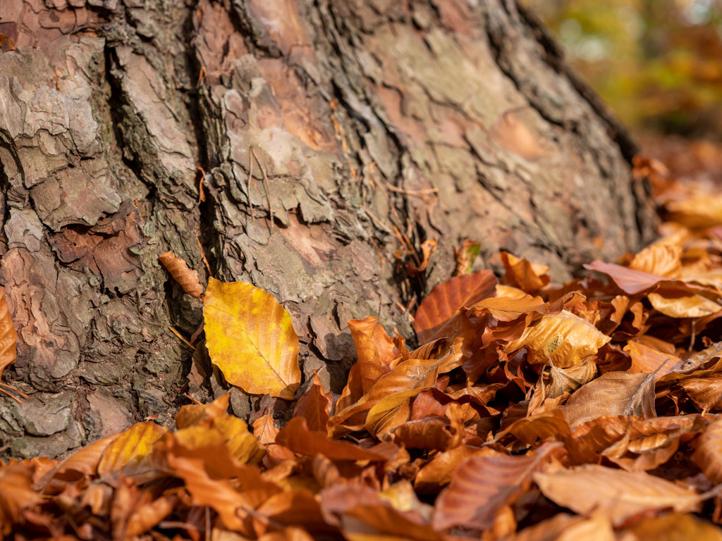 Herbst 2022, für Barbara organisierten wir im Mühlenbecker Land eine außergewöhnliche Bestattung unter einem charaktervollen Baum.