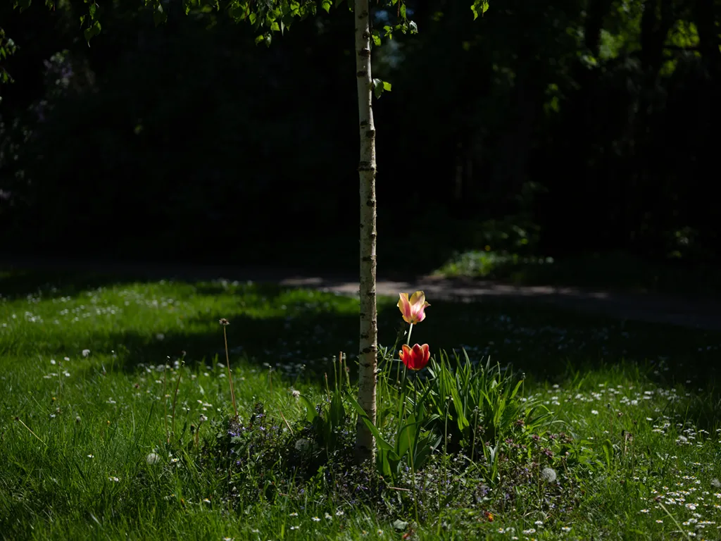 Eine Birke auf einer grünen Wiese. Dort wird die Urne beigesetzt.